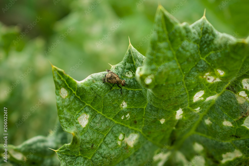 An insect on a green leaf. The life of an insect. A plant called a burdock An insect on a green leaf. The life of an insect. A plant called a burdock