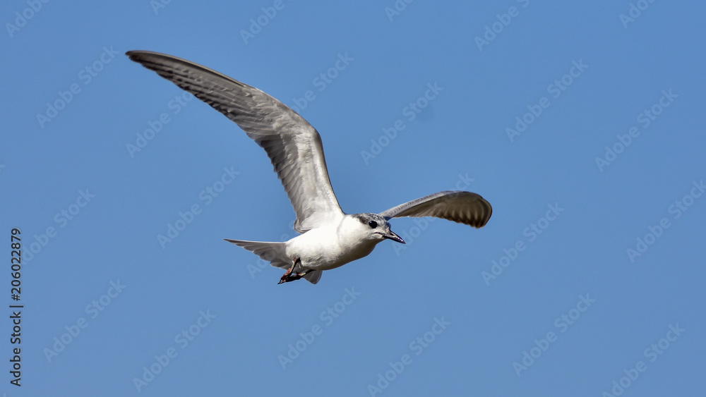 Obraz premium Gull-billed tern