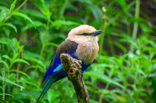 Parc aux Oiseaux, Villars les Dombes photo