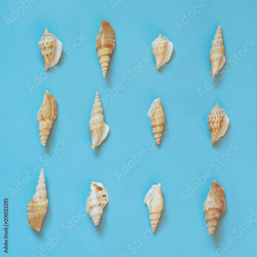 Set of seashells on punchy pastel blue. Summer vacation concept. Top view.