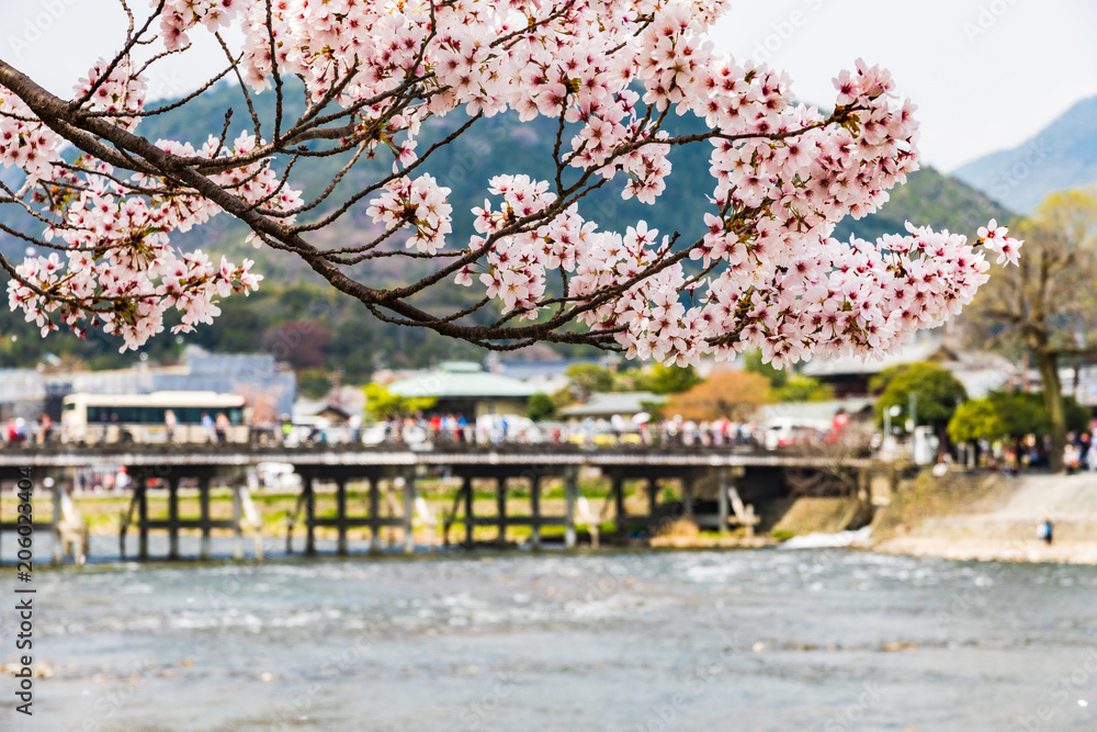 Obraz premium 京都の春の風景 嵐山の満開の桜 京都 日本