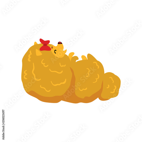 Pomeranian spitz dog character sleeping on the back cartoon vector Illustration on a white background