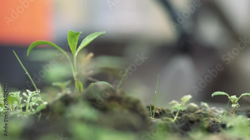 farmer spraying pesticide in farm closeup