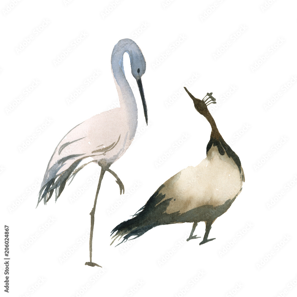 Fototapeta premium A Stork and a female peacock isolated on white background