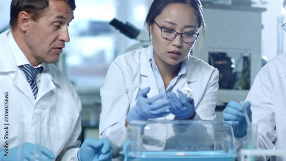 Medium tracking shot of female scientist taking laboratory rat from transparent cage and applying mixture to its coat using dropper Medium tracking shot of female scientist taking laboratory rat from transparent cage and applying mixture to its coat using dropper
