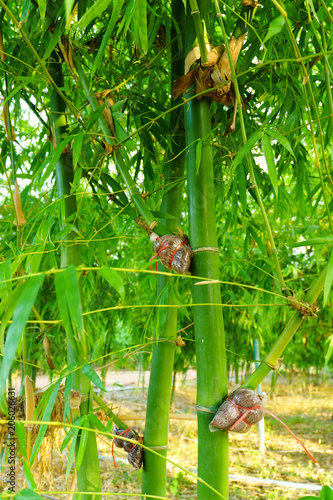 Bamboo species for consumption, bamboo grafting,Bamboo graft method