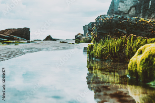 reflection of stones with seaweed on the beach