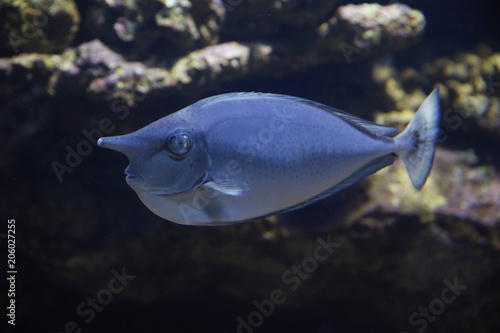Langnasen-Nasendoktorfisch  (Naso brevirostris), oder Einhornfisch