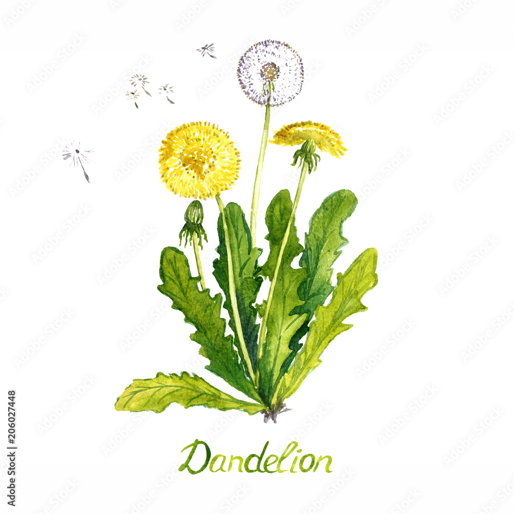 Fototapeta premium Dandelion (Taraxacum officinale) roślina z kwiatami, głowicą nasion i pąkami, na białym tle ręcznie malowane akwarela ilustracji z napisem