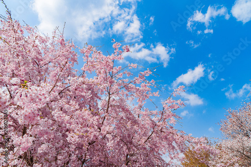 奈良の春の風景　満開の桜　吉野　奈良　日本