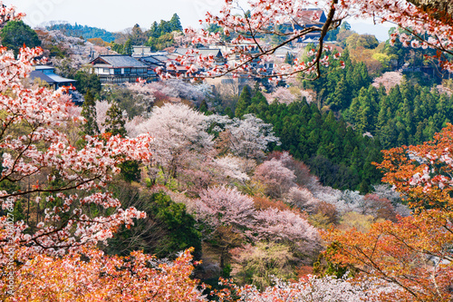 奈良の春の風景　満開の桜　吉野　奈良　日本