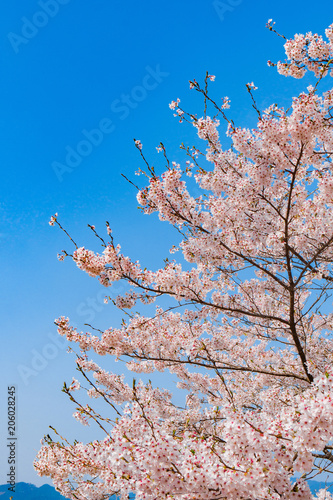 奈良の春の風景　満開の桜　吉野　奈良　日本