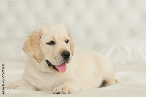 Portrait of labrador puppy