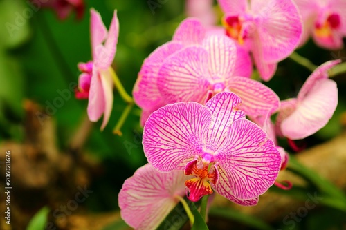 Beautiful orchid flower in tropical garden