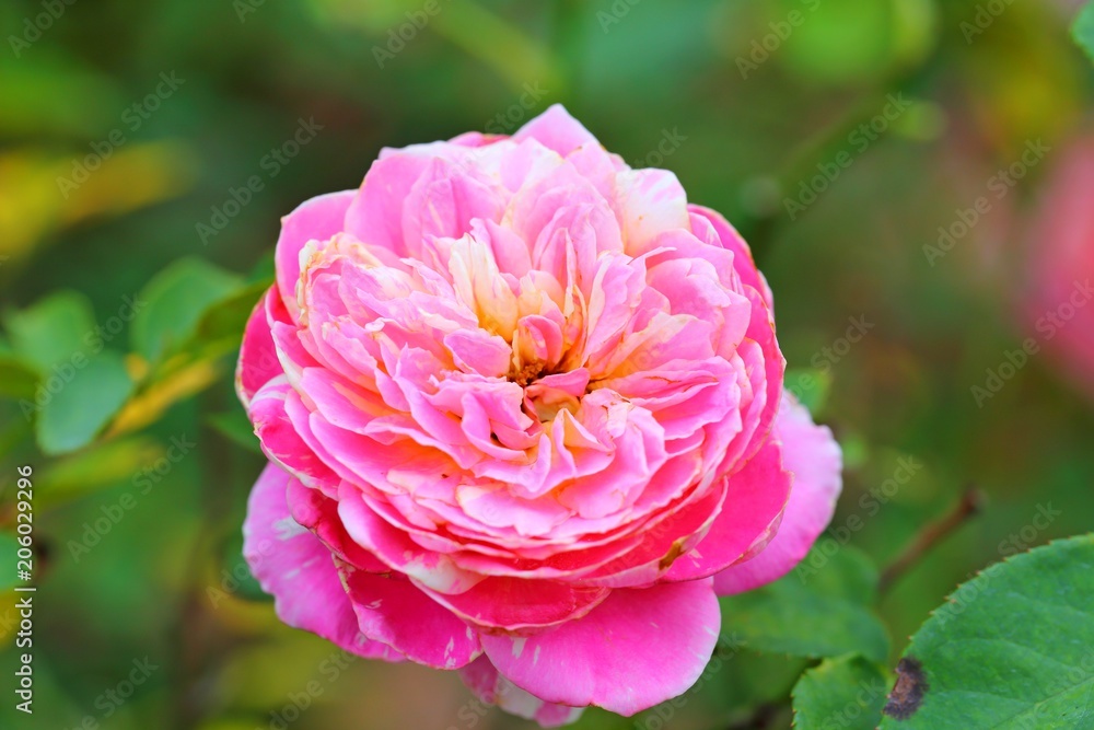 Beautiful Rose flower in the garden Beautiful Rose flower in the garden
