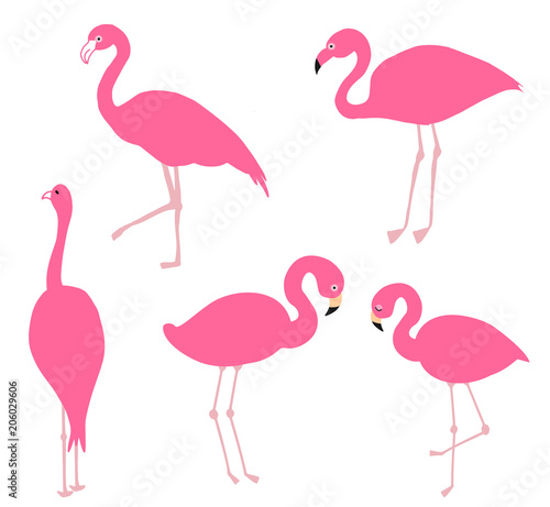 Pink flamingo set  vector illustration.