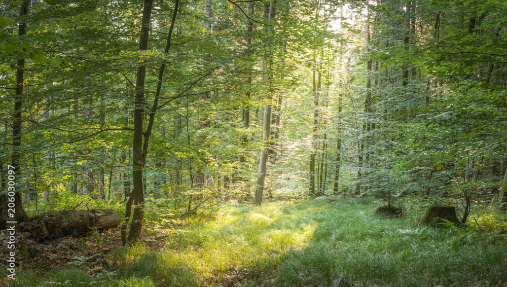 Obraz premium Wald im Frühjahr