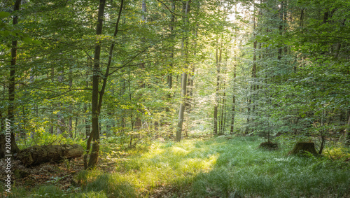 Wald im Fr  hjahr