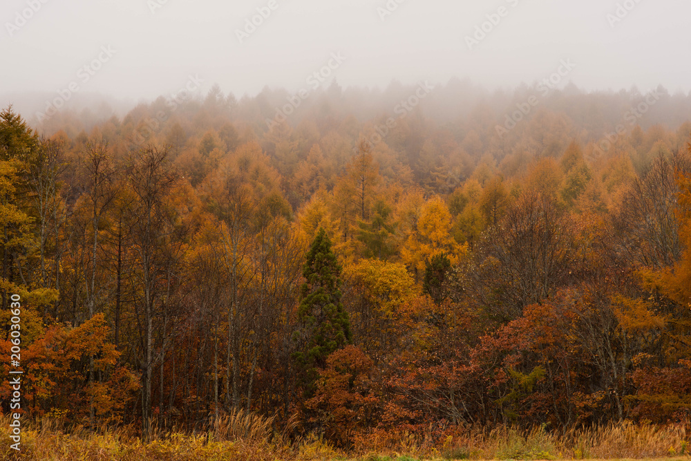 autumn forest in Fukushima Japan