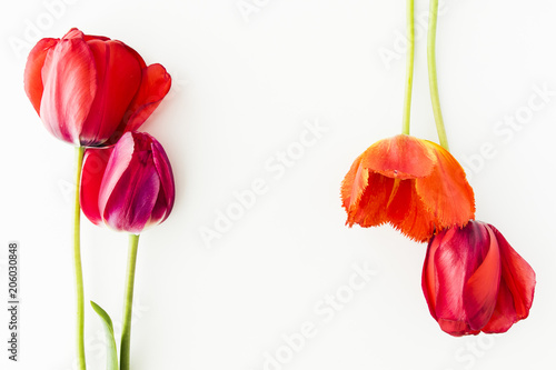 Tulip flowers on white table with human hand and copy space for your text top view. Flat lay