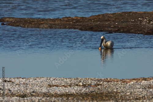 Eurasian or common spoonbill in nature Island Texel,Holland photo