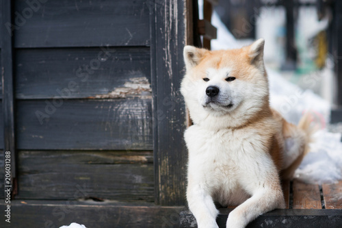 Billede på lærred Sitting Akita Inu dog