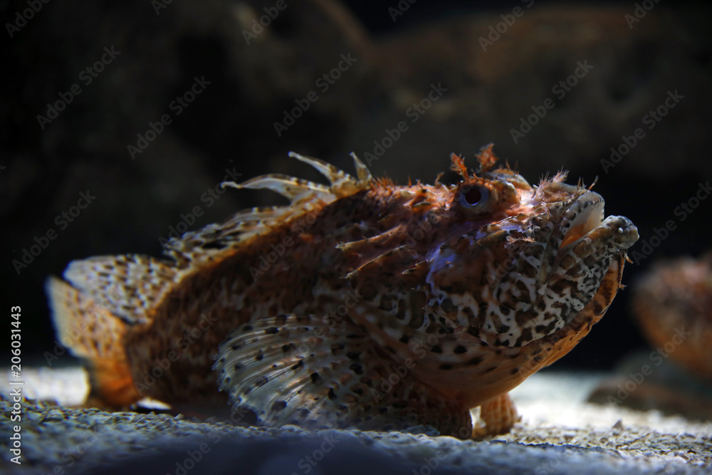 Große Rote Drachenkopf (Scorpaena scrofa), oder Meersau
