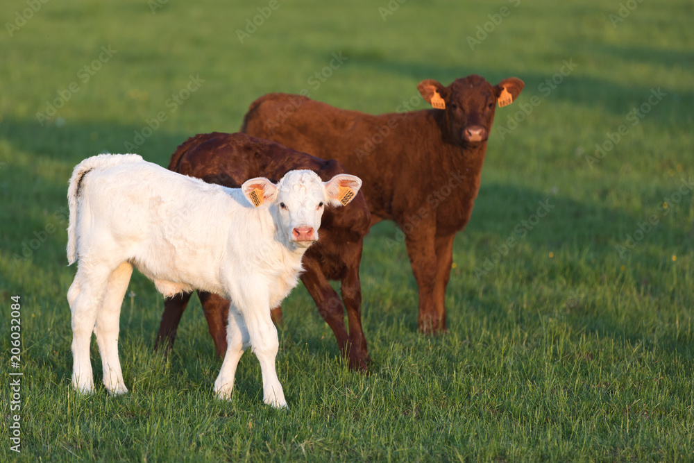Two Young calves in the pasture with green grass