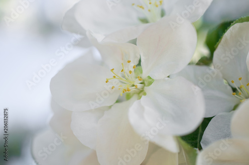 White apple blossom flowers in spring garden. Soft selective focus. Floral natural background spring time season.