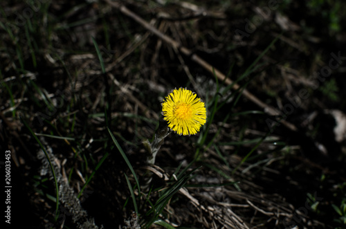 Wallpaper Mural Flower Mother and Stepmother. Flower bud on a black background. Yellow flower grows on nature Torontodigital.ca