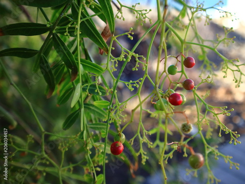 Close up of pepper tree with green and pink fruits. Room for text. Selective focus. photo