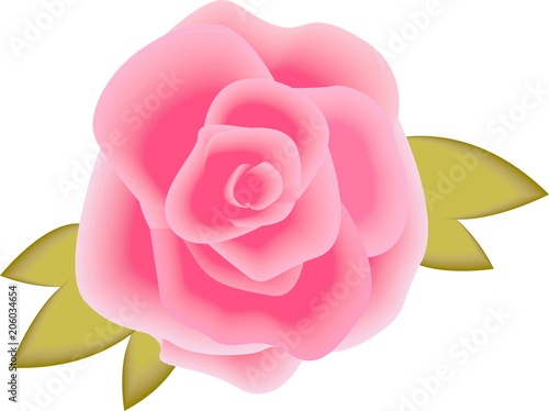 Rose7