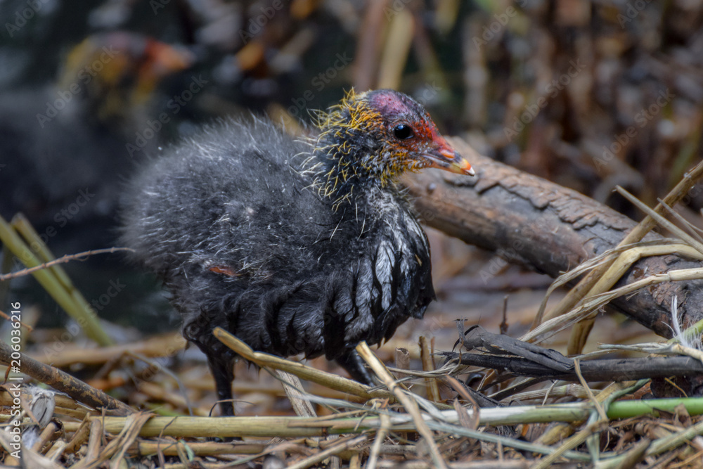 Naklejka premium Baby coot