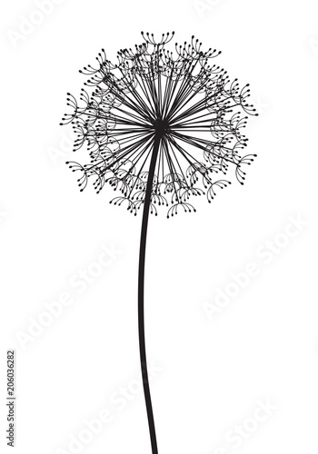 black and white dandelion