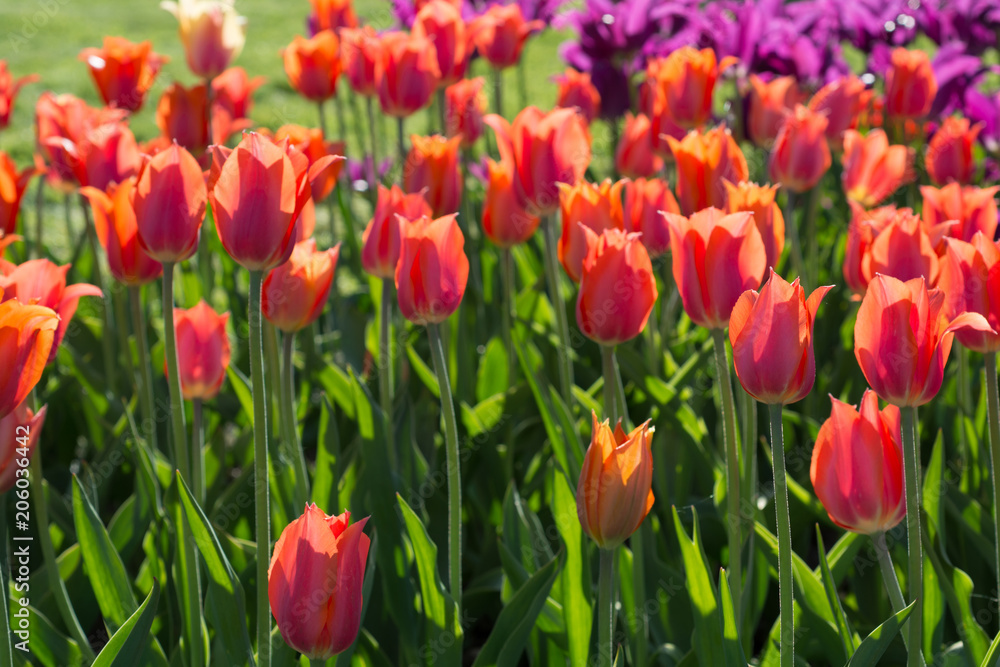 Flowers red tulips in the garden