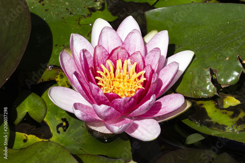 Water lily with lotus leaf