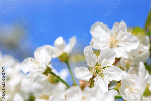 Close up on white cherry blossoms.