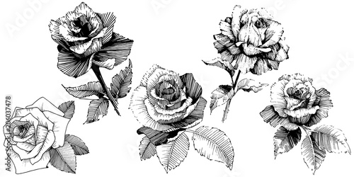 Vector roses. Wild spring leaf wildflower isolated. Floral botanical flower.Vector wildflower for background, texture, wrapper pattern, frame or border.