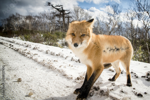 A photograph of a fox in natural conditions amid the winter forest.