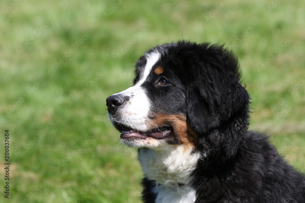 Berner Sennehund Portrait