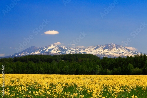 大雪山と黄色い花
