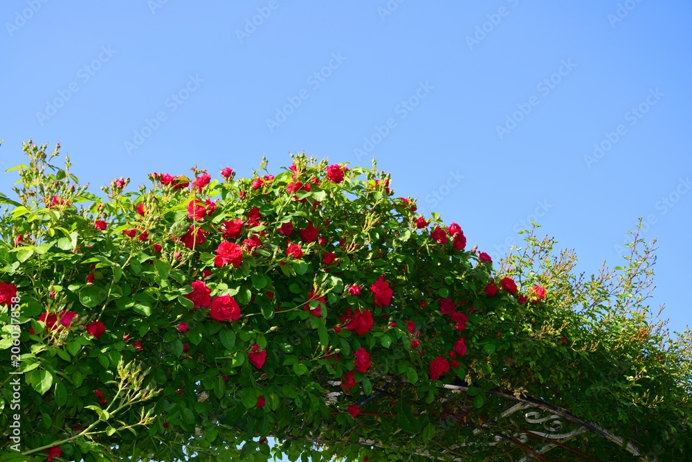 Rosenbogen vor blauem Himmel Rosenbogen vor blauem Himmel