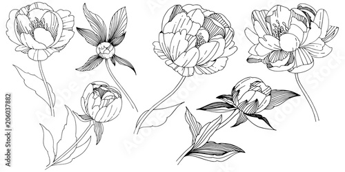 Vector peony. Floral botanical flower. Wild spring leaf wildflower isolated. Vector wildflower for background, texture, wrapper pattern, frame or border.