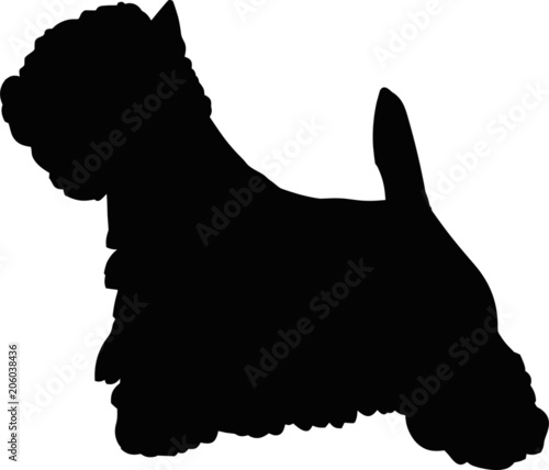 West Highland Terrier