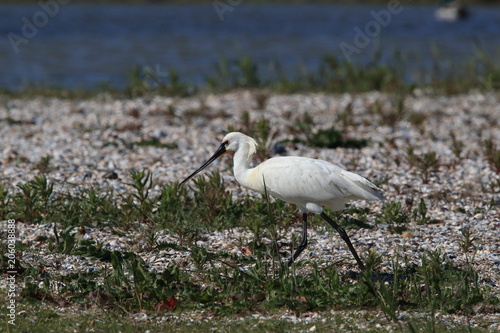 Eurasian or common spoonbill in nature Island Texel,Holland photo