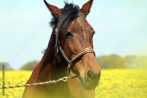 Pferd © bjrn