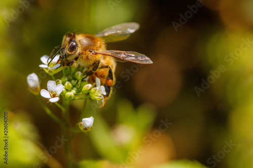 Bee on a white flower collecting pollen and gathering nectar to produce honey in the hive with copy space © photografiero