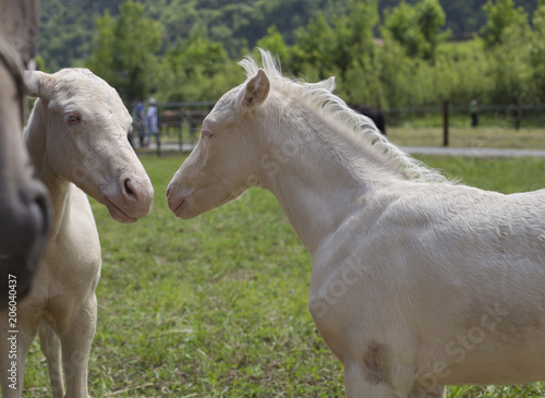 Twins cremello foals (or albino) 