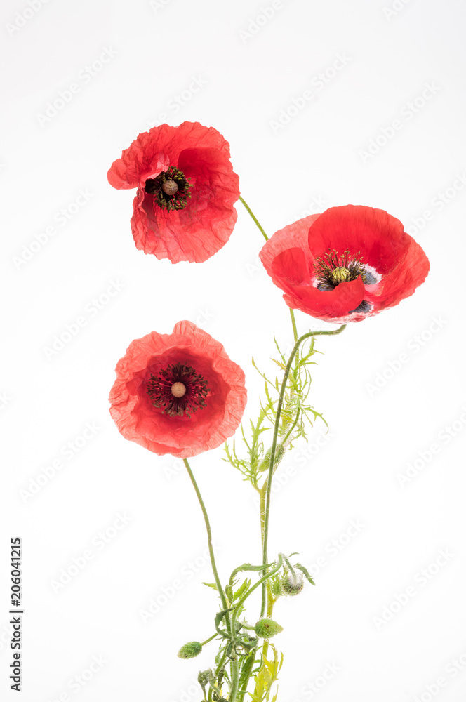 bright red poppy flower bright red poppy flower