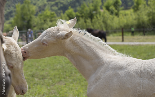 Twins cremello foals (or albino) 